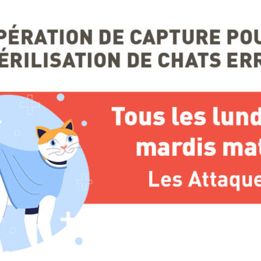 Opérations de stérilisation de chats errants sur la commune de Les Attaques